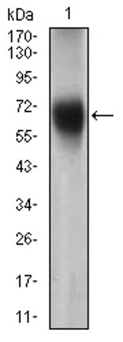 Invitrogen FUT4 Monoclonal Antibody (6B11B4) 100 &mu;L; Unconjugated:Antibodies,