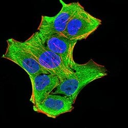 Invitrogen GFPT1 Monoclonal Antibody (1F1B9) 100 &mu;L; Unconjugated:Antibodies,