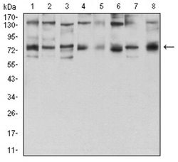 Invitrogen GFPT1 Monoclonal Antibody (1F1B9) 100 &mu;L; Unconjugated:Antibodies,