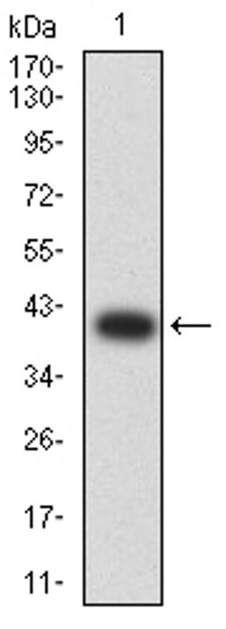 Invitrogen GLRA1 Monoclonal Antibody (7F8E2) 100 &mu;L | Buy Online | Invitrogen&trade; | Fisher Scientific
