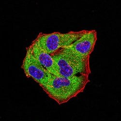 Invitrogen GLRB Monoclonal Antibody (3B8A8) 100 &mu;L; Unconjugated:Antibodies,