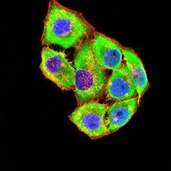 Invitrogen GRIK4 Monoclonal Antibody (8H5G5) 100 &mu;L; Unconjugated:Antibodies,