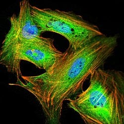 Invitrogen GRIK4 Monoclonal Antibody (8H5G5) 100 &mu;L; Unconjugated:Antibodies,