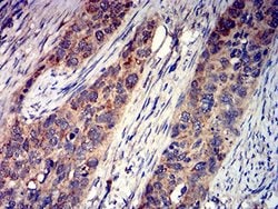 Invitrogen GRIK4 Monoclonal Antibody (8H5G5) 100 &mu;L; Unconjugated:Antibodies,