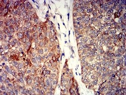 Invitrogen GRIK4 Monoclonal Antibody (8H5G5) 100 &mu;L; Unconjugated:Antibodies,