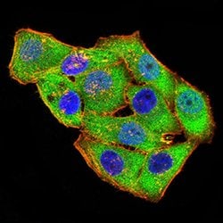 Invitrogen GRIK4 Monoclonal Antibody (8H5H9) 100 &mu;L; Unconjugated:Antibodies,