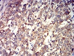 Invitrogen GRIK4 Monoclonal Antibody (8H5H9) 100 &mu;L; Unconjugated:Antibodies,