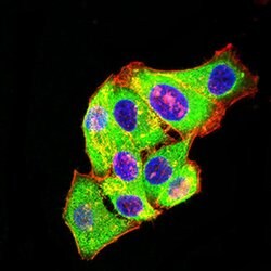 Invitrogen mGluR3 Monoclonal Antibody (7A5A6) 100 &mu;L; Unconjugated:Antibodies,