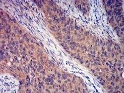 Invitrogen mGluR3 Monoclonal Antibody (7A5A6) 100 &mu;L; Unconjugated:Antibodies,