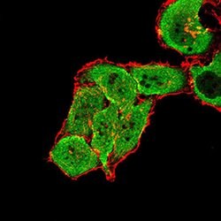 Invitrogen mGluR7 Monoclonal Antibody (7G8D3) 100 &mu;L; Unconjugated:Antibodies,