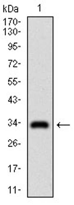 Invitrogen GSC Monoclonal Antibody (4C5D5) 100 &mu;L | Buy Online | Invitrogen&trade; | Fisher Scientific