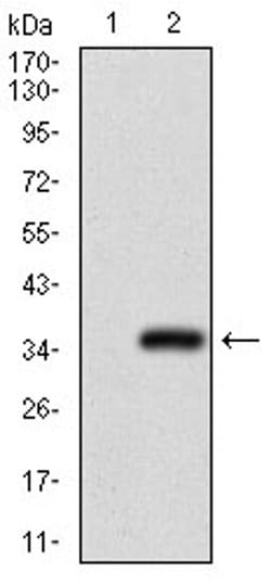 Invitrogen GSC Monoclonal Antibody (4C5D5) 100 &mu;L | Buy Online | Invitrogen&trade; | Fisher Scientific