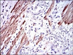 Invitrogen GSTM1 Monoclonal Antibody (1H4A4) 100 &mu;L; Unconjugated:Antibodies,