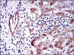 Invitrogen GSTM1 Monoclonal Antibody (1H4A4) 100 &mu;L; Unconjugated:Antibodies,