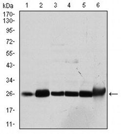 Invitrogen GSTM1 Monoclonal Antibody (1H4A4) 100 &mu;L; Unconjugated:Antibodies,