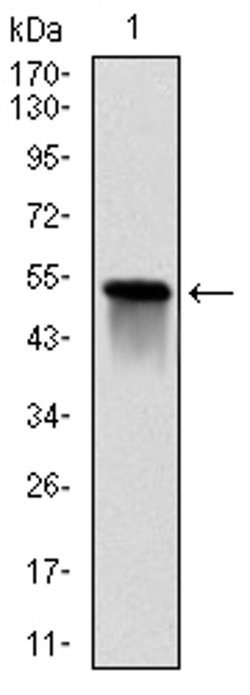 Invitrogen GSTM1 Monoclonal Antibody (1H4A4) 100 &mu;L; Unconjugated:Antibodies,