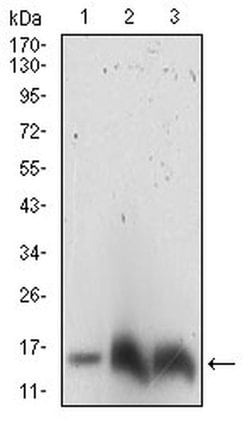 Invitrogen HH3 Monoclonal Antibody (4E9B11) 100 &mu;L; Unconjugated:Anticorps,