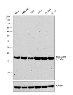 Invitrogen Histone H3 Monoclonal Antibody (6D3B9) 100 &mu;L; Unconjugated:Antibodies,