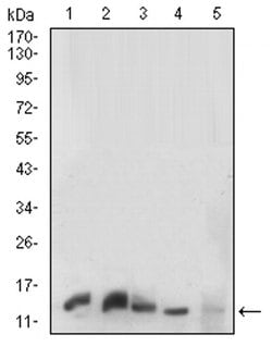 Invitrogen Histone H3 Monoclonal Antibody (6D3B9) 100 &mu;L; Unconjugated:Antibodies,