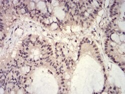Invitrogen H3K27ac Monoclonal Antibody (2D7B3) 100 &mu;L; Unconjugated:Antibodies,