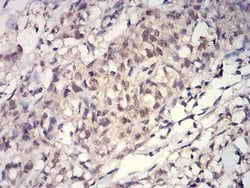 Invitrogen H3K27ac Monoclonal Antibody (2D7B3) 100 &mu;L; Unconjugated:Antibodies,