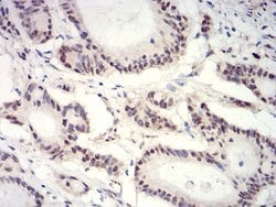 Invitrogen H3K27ac Monoclonal Antibody (6E7A9) 100 &mu;L; Unconjugated:Antibodies,