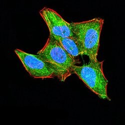 Invitrogen HOXA9 Monoclonal Antibody (1A12C1) 100 &mu;L; Unconjugated:Antibodies,