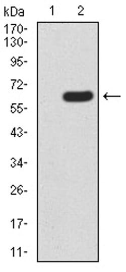 Invitrogen HOXA9 Monoclonal Antibody (1A12C1) 100 &mu;L; Unconjugated:Antibodies,