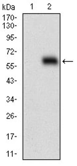Invitrogen HOXB4 Monoclonal Antibody (3A2F2) 100 &mu;L; Unconjugated:Antibodies,