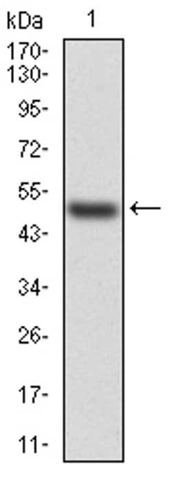 Invitrogen HSPB2 Monoclonal Antibody (4B9E2) 100 &mu;L; Unconjugated:Antibodies,