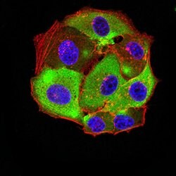 Invitrogen HTR3A Monoclonal Antibody (3B11C10) 100 &mu;L; Unconjugated:Antibodies,