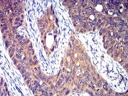 Invitrogen HTR3A Monoclonal Antibody (3B11C10) 100 &mu;L; Unconjugated:Antibodies,