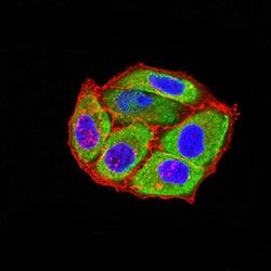 Invitrogen HTR3B Monoclonal Antibody (2H9H5) 100 &mu;L; Unconjugated:Antibodies,