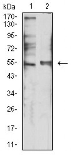 Invitrogen HTR3B Monoclonal Antibody (2H9H5) 100 &mu;L; Unconjugated:Antibodies,