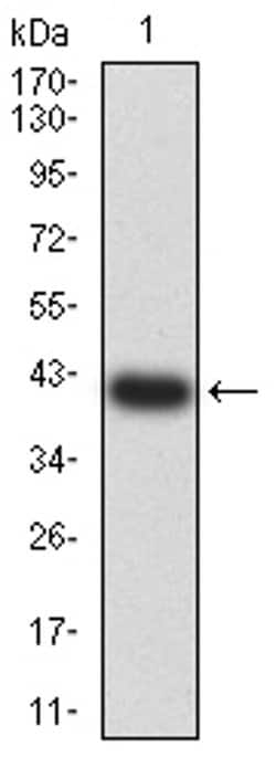 Invitrogen HTR3B Monoclonal Antibody (2H9H5) 100 &mu;L; Unconjugated:Antibodies,
