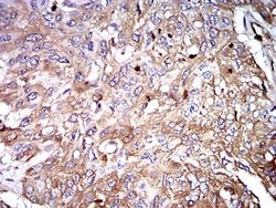 Invitrogen IGHA1 Monoclonal Antibody (7D12C5) 100 &mu;L; Unconjugated:Antibodies,