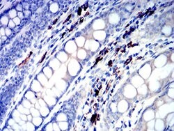 Invitrogen IGLC2 Monoclonal Antibody (5E12B9) 100 &mu;L; Unconjugated:Antibodies,
