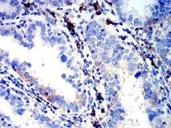 Invitrogen IGLC2 Monoclonal Antibody (5E12B9) 100 &mu;L; Unconjugated:Antibodies,