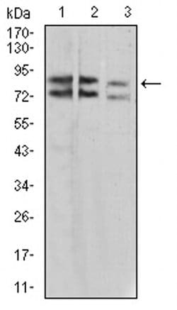Invitrogen IL1RAPL1 Monoclonal Antibody (2H3C12) 100 &mu;L; Unconjugated:Antibodies,