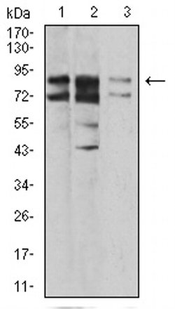 Invitrogen IL1RAPL1 Monoclonal Antibody (3E3D12) 100 &mu;L; Unconjugated:Antibodies,