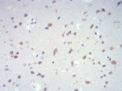 Invitrogen IL-28A Monoclonal Antibody (7B9A4) 100 &mu;L; Unconjugated:Antibodies,