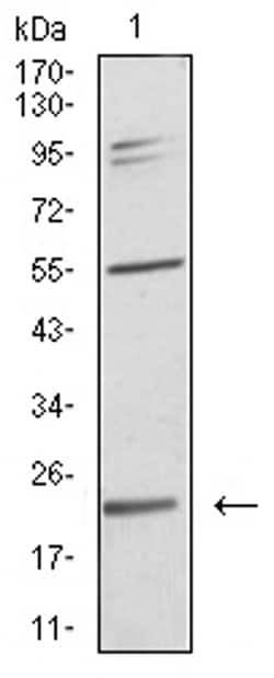 Invitrogen IL-28A Monoclonal Antibody (7B9A4) 100 &mu;L; Unconjugated:Antibodies,