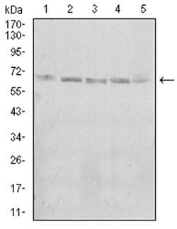 Invitrogen KBTBD8 Monoclonal Antibody (7G8A6) 100 &mu;L | Buy Online | Invitrogen&trade; | Fisher Scientific