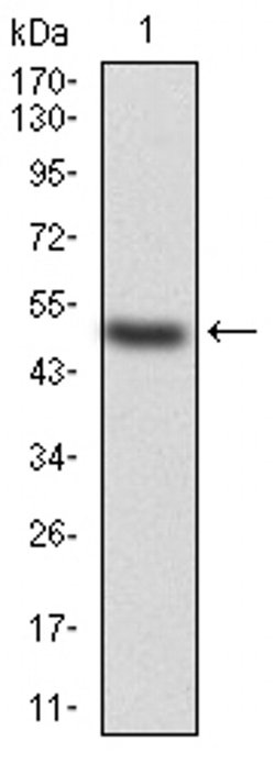 Invitrogen KBTBD8 Monoclonal Antibody (7G8A6) 100 &mu;L | Buy Online | Invitrogen&trade; | Fisher Scientific
