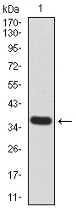 Invitrogen KDM5B Monoclonal Antibody (7H3D7) 100 &mu;L; Unconjugated:Antibodies,