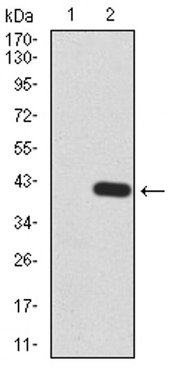 Invitrogen KDM5B Monoclonal Antibody (7H3D7) 100 &mu;L; Unconjugated:Antibodies,