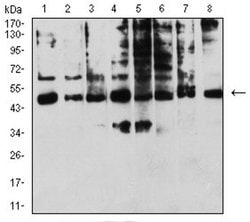 Invitrogen KIR3DL1 Monoclonal Antibody (6D9F6) 100 &mu;L; Unconjugated:Antibodies,