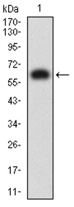 Invitrogen KIR3DL1 Monoclonal Antibody (6D9F6) 100 &mu;L; Unconjugated:Antibodies,