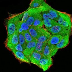 Invitrogen KPNA2 Monoclonal Antibody (1E8B7) 100 &mu;L; Unconjugated:Antibodies,