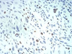 Invitrogen KPNA2 Monoclonal Antibody (1E8B7) 100 &mu;L; Unconjugated:Antibodies,